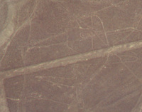006_nazca_lines_-_whale