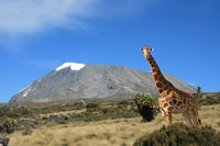 toby wants to climb kilimanjaro Mwanza, East Africa, Tanzania, Africa
