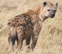 the hyena after eating albert Ngorongoro Crater, Arusha, East Africa, Tanzania, Africa