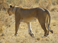 the lonely lioness Serengeti, Ngorongoro, East Africa, Tanzania, Africa
