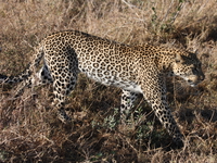 big_five-leopard