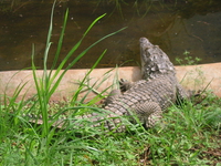 crocodiles_of_kenya