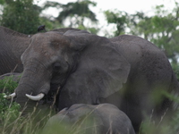 elephants_of_uganda