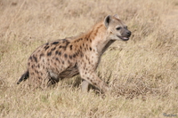 view--hyena Ngorongoro Crater, Arusha, East Africa, Tanzania, Africa