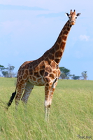view--curious rothschild giraffe Murchison Falls, East Africa, Uganda, Africa