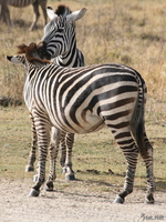 view--zebras kissing Ngorongoro Crater, Arusha, East Africa, Tanzania, Africa