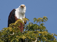 african_fish_eagles