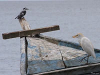 view--cattle egret and pied king fisher Bugala Island, East Africa, Uganda, Africa
