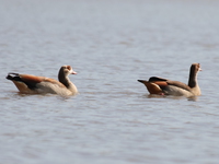 egyptian_geese