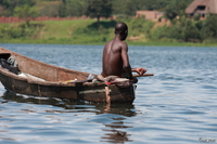 view--fish seeker Jinja, East Africa, Uganda, Africa