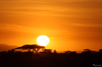 view--sunrise and acacia tree Serengeti, Ngorongoro, East Africa, Tanzania, Africa