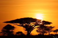 view--sunrise behind the acacia tree Serengeti, Ngorongoro, East Africa, Tanzania, Africa