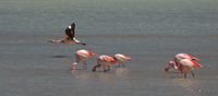 view--flying flamingo Laguna Colorado, Potosi Department, Bolivia, South America