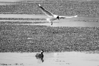 andean gull flying Putre,  Región de Arica y Parinacota,  Chile, South America