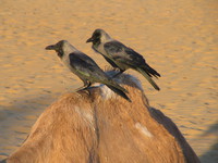041212034820_crows_at_jaisalmer