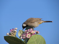 041212191854_bird_at_jaisalmer