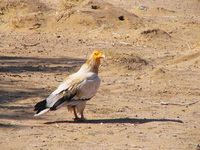 041212234742_egyptian_vulture_at_jaisalmer_desert