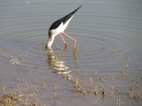 041215015648_black_wing_stilt_digging_into_water_in_jaisalmer
