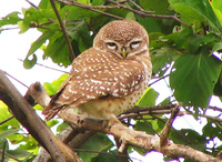 041225101542_spotted_owlet_at_bharatpur