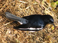 041225121654_male_magpie_robin_at_bharatpur