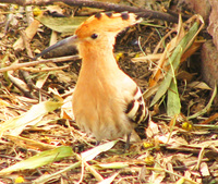 041225125408_hoopoe_outside_the_toilet_of_bharatpur
