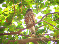 041225164842_brown_hawk_owl_in_a_orchard_of_bharatpur
