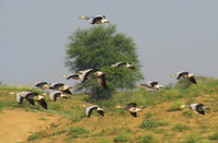 041227093032_flying_wired_headed_geese