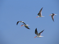 041227104446_indian_skimmers_flying