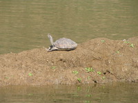 041227120116_soft_shell_turtle_at_chambal_river