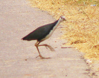 041225095904_white_breasted_waterhen