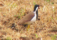 041225103356_red-wattled_lapwing