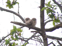041225104210_spotted_owls_couple