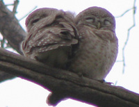 041225104252_spotted_owls_couple