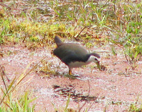 041225114456_white-breasted_waterhen