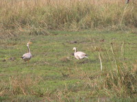 041225123232_wire_headed_geese