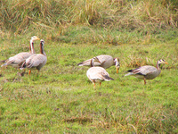 041225123434_wire_headed_geese