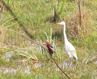 041225133942_king_fisher_and_great_egret