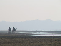 041227092414_camels_by_chambal_river