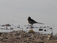 041227092950_large_pied_wagtail