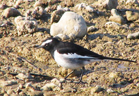 041227093006_large_pied_wagtail