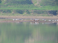 041227100018_ruddy_shelduck_and_wired_headed_geese