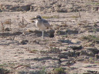 041227101638_great_thick-knee