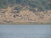 041227104352_indian_skimmers