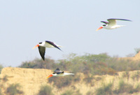 041227104442_indian_skimmers