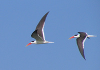 041227104446_two_indian_skimmers