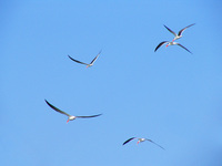 041227104452_indian_skimmers