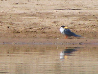 041227113418_river_tern_looking_at_its_own_reflection
