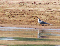 041227113522_river_tern_looking_at_its_own_reflection