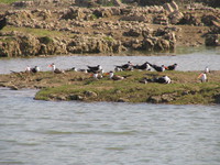 041227114258_indian_skimmers_and_their_private_island
