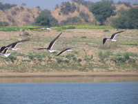 041227114320_indian_skimmers